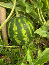 Load image into Gallery viewer, Seeded Watermelon
